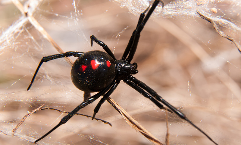 Pest control 1