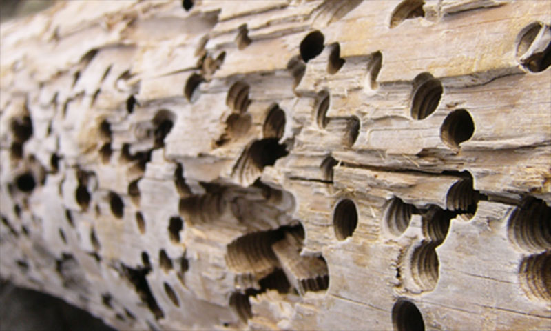 Termites 1