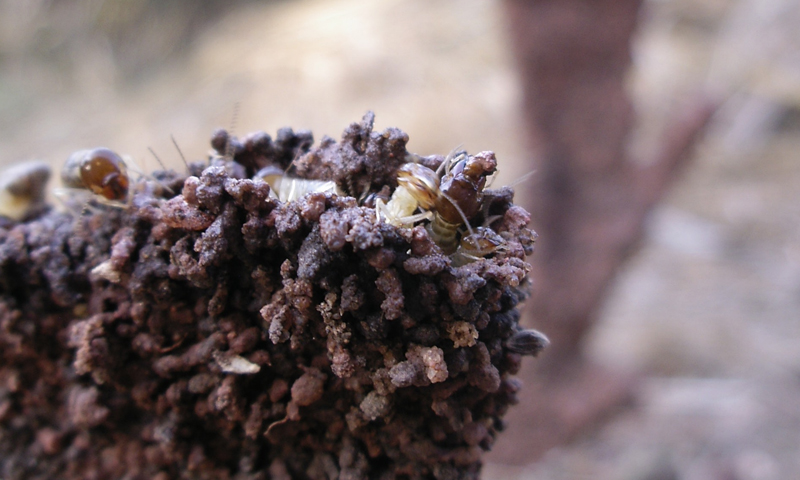 Termites 2