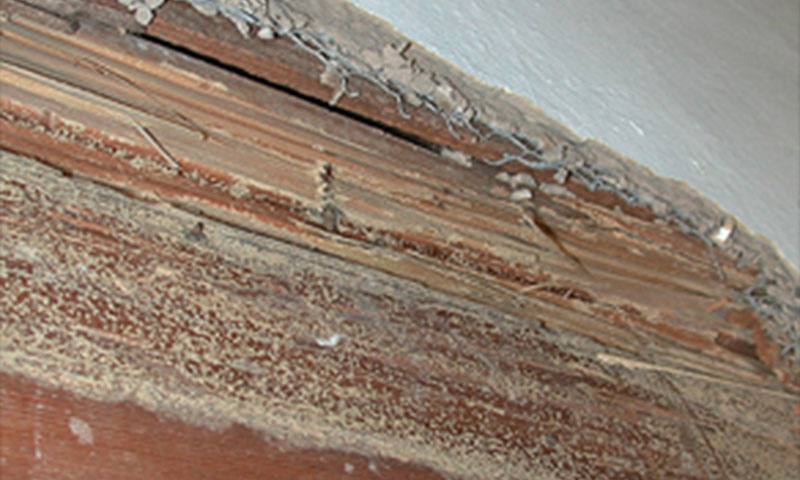Building Inspections 1